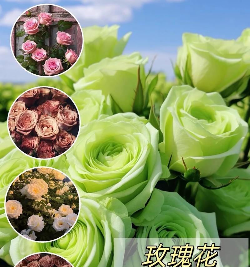 玫瑰花适合与哪些花卉搭配种植？