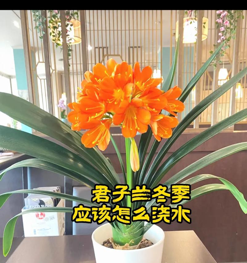 君子兰浇水的正确时机是什么时候？