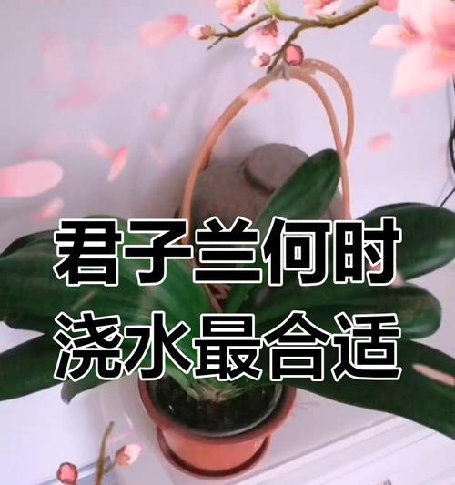君子兰浇水的正确时机是什么时候？