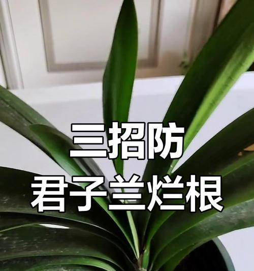 君子兰浇水的正确时机是什么时候？