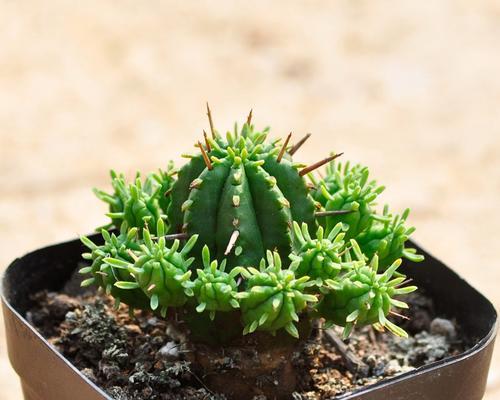 红仙人球植物的养护要点是什么？