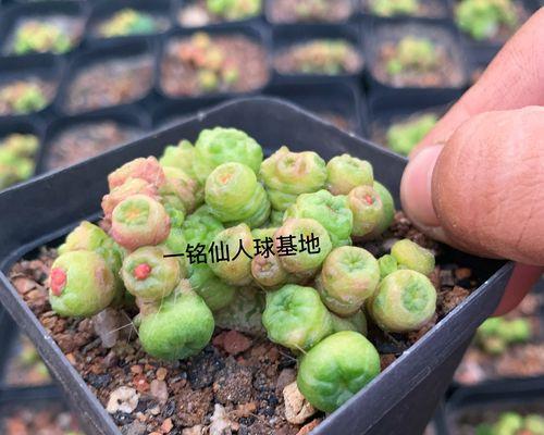 红仙人球植物的养护要点是什么？
