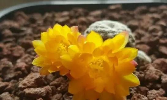 红仙人球植物的养护要点是什么？