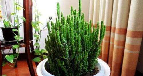 植物灵宠仙人掌养殖方法是什么？有哪些注意事项？