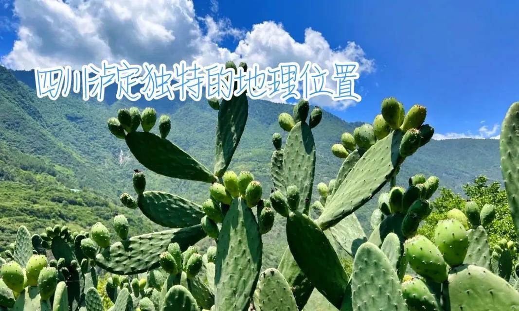 植物灵宠仙人掌养殖方法是什么？有哪些注意事项？