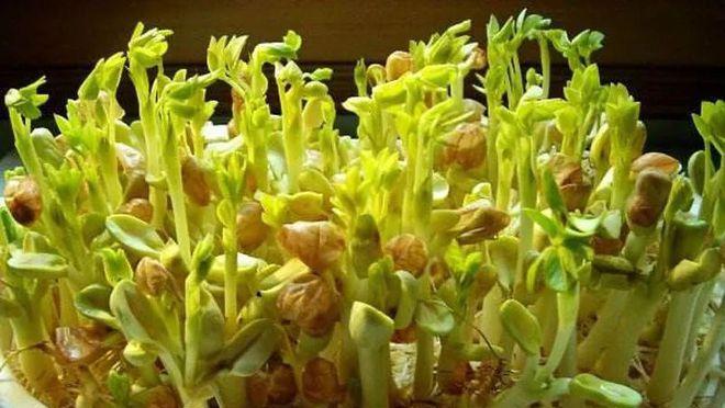 君子兰种子催芽失败的原因及预防措施是什么？