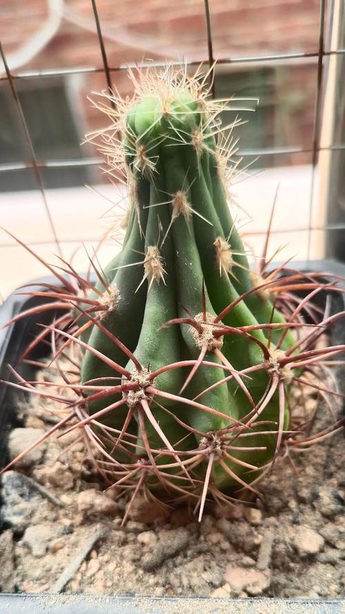 仙人球的种植方法有哪些？