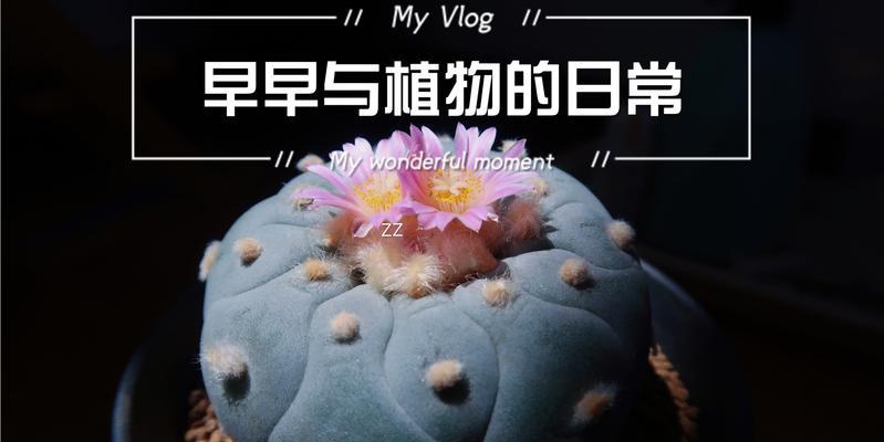 不开花结种子的仙人球品种名称是什么？