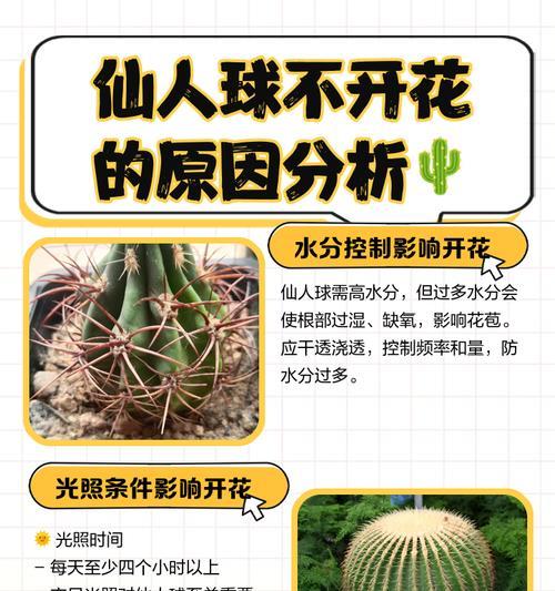 不开花结种子的仙人球品种名称是什么？