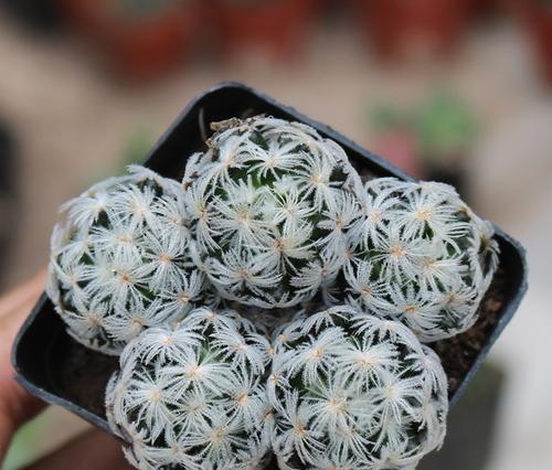 扭刺仙人掌开花后如何护理？