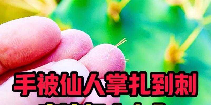 扭刺仙人掌开花后如何护理？