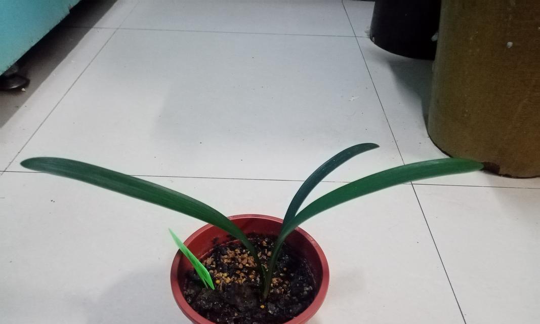 水培生根君子兰的养护方法是什么？