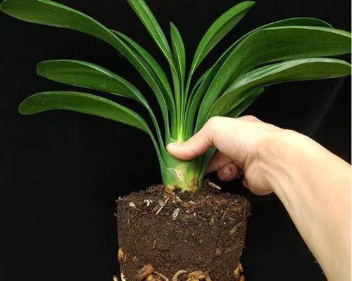 水培生根君子兰的养护方法是什么？