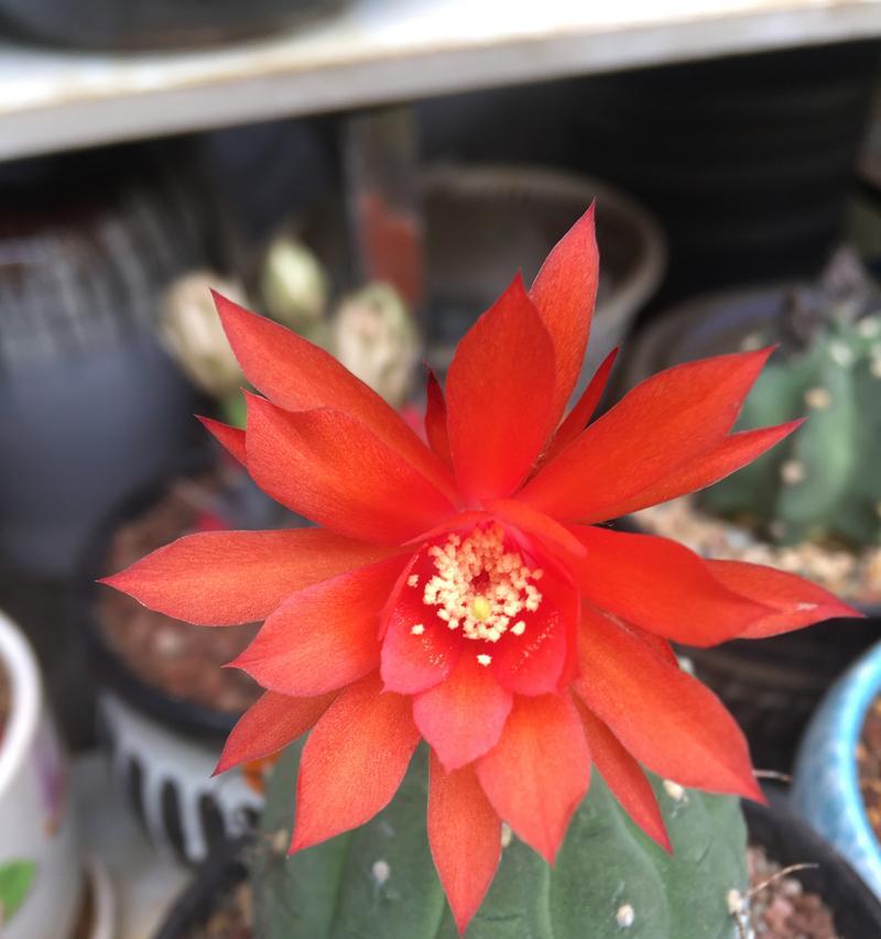 红色仙人球开花的条件是什么？