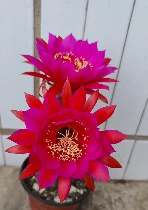 红色仙人球开花的条件是什么？