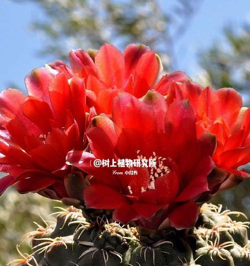 红色仙人球开花的条件是什么？