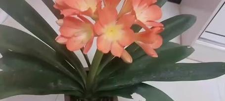君子兰见彩虹品种如何养护？有哪些特别的注意事项？