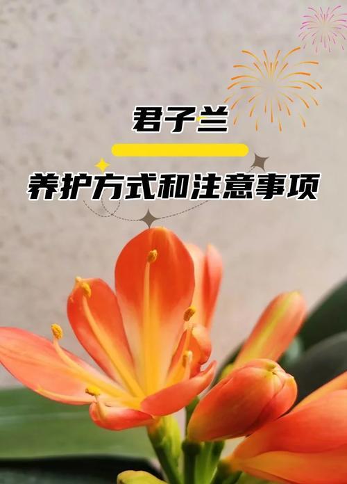 君子兰见彩虹品种如何养护？有哪些特别的注意事项？