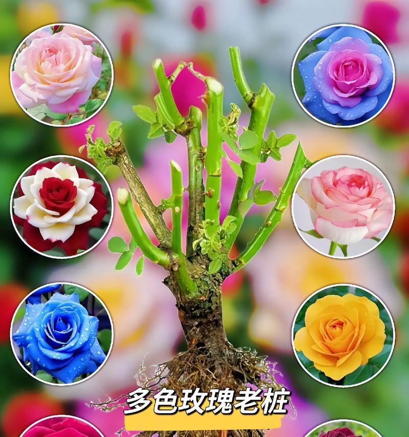 玫瑰花不能种是什么原因？如何正确种植玫瑰花？