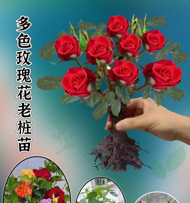 玫瑰花不能种是什么原因？如何正确种植玫瑰花？