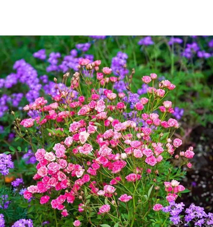 花盆中的玫瑰花有特别的名称吗？
