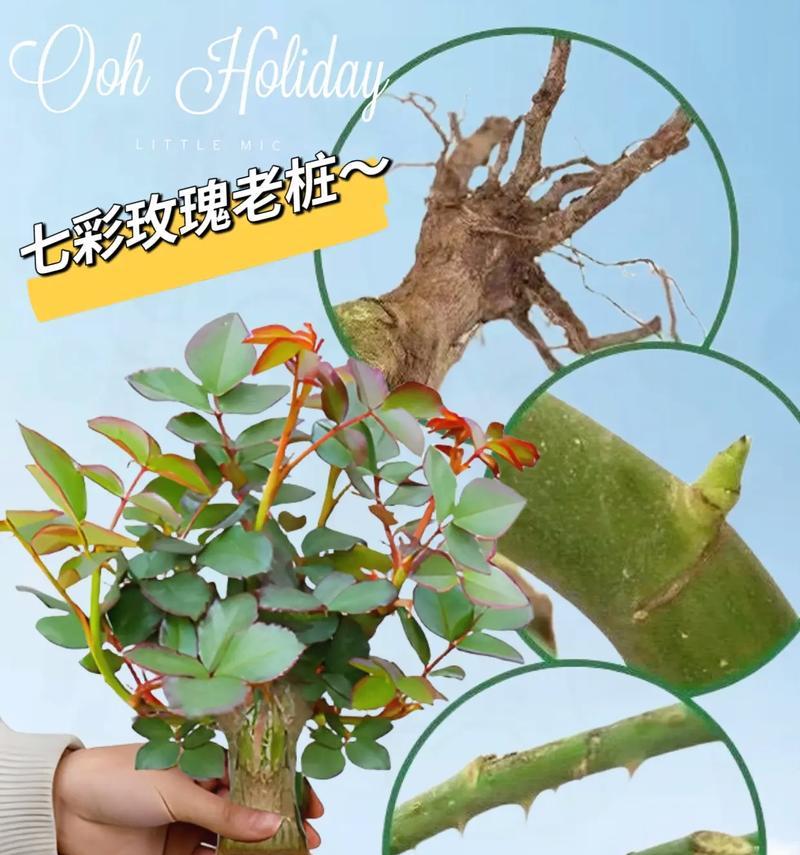 花盆中的玫瑰花有特别的名称吗？