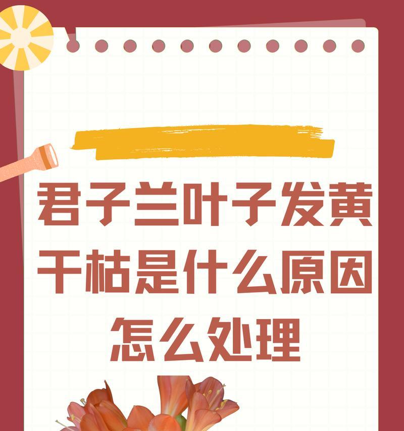 君子兰叶子下垂的解决方法是什么？