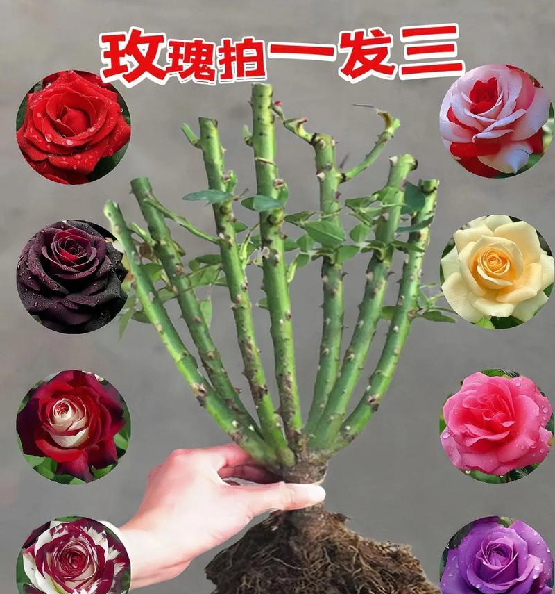 春天如何正确抹芽以促进玫瑰花生长？