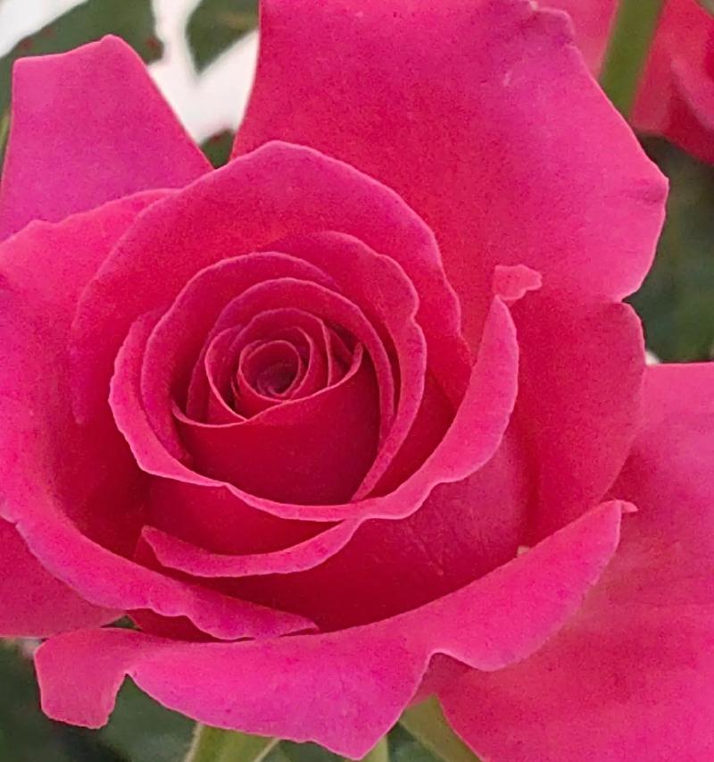 春天如何正确抹芽以促进玫瑰花生长？