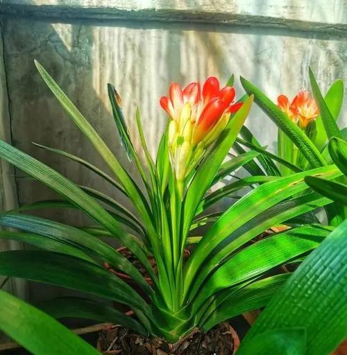 君子兰炭泥花土养护要点是什么？多久施肥一次？