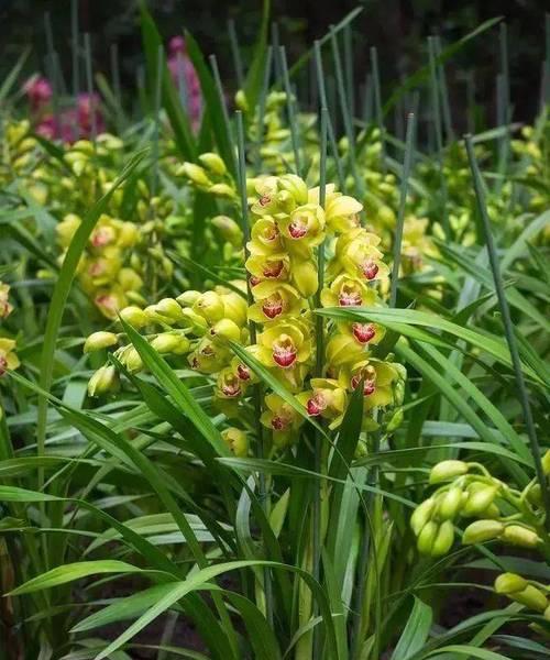 君子兰炭泥花土养护要点是什么？多久施肥一次？