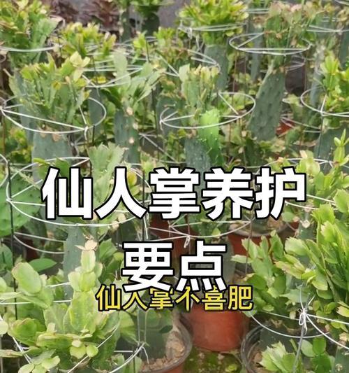 仙人掌不施肥可以养吗？正确的养护方法是什么？