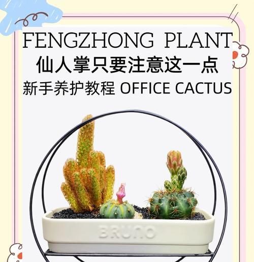 仙人掌不施肥可以养吗？正确的养护方法是什么？