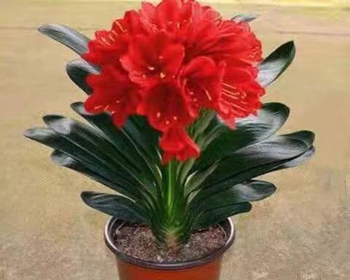 君子兰红色花蕾属于哪种品种？