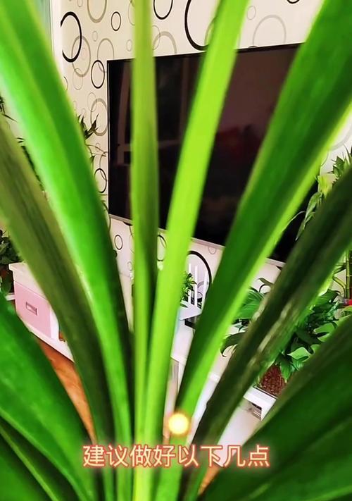 君子兰盆栽带苞叶好吗？如果好应该怎么养？