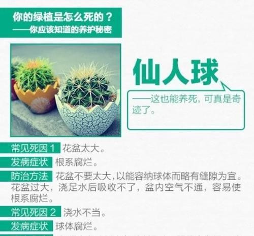 仙人球断根后移栽的存活方法是什么？