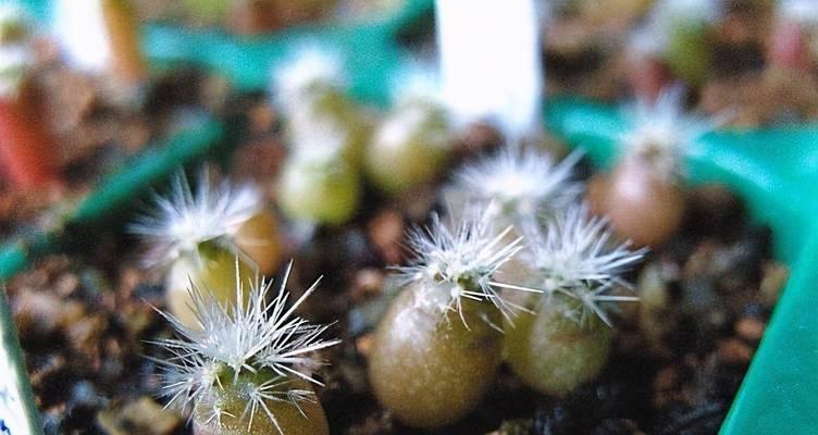 仙人球断根后移栽的存活方法是什么？