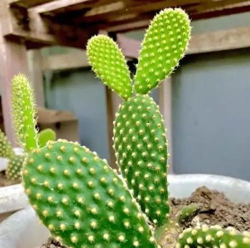 矮花盆中仙人掌的栽种技巧？