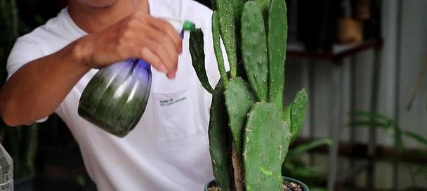 矮花盆中仙人掌的栽种技巧？