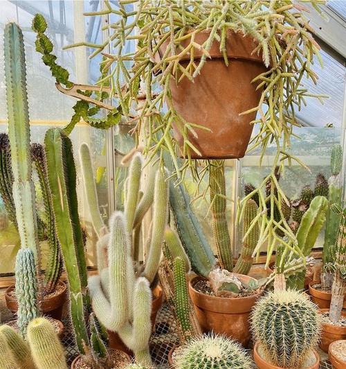 矮花盆中仙人掌的栽种技巧？