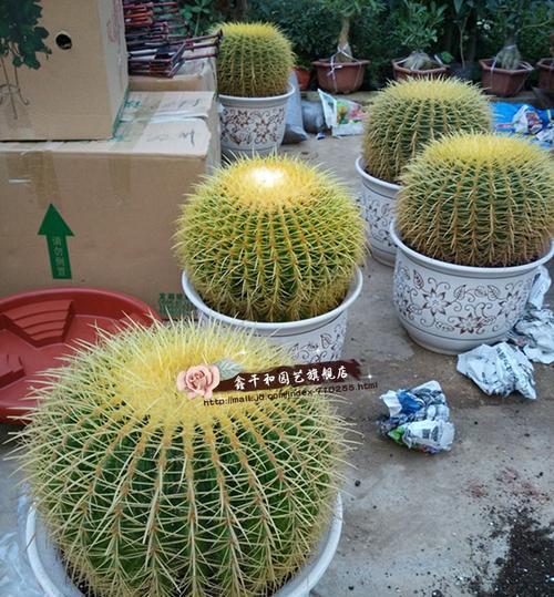 橘色美虎仙人球好养吗？如果不好养应该怎么养？