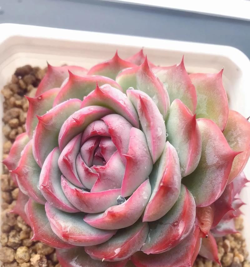 橘色美虎仙人球好养吗？如果不好养应该怎么养？