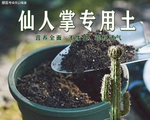 仙人掌盆栽应该使用哪些土壤？如何正确放置土壤？