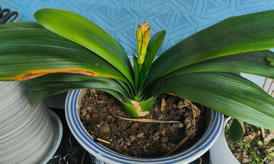 君子兰芦头叶子干枯的原因是什么？如何预防和处理？