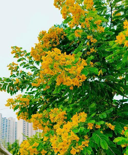 仙人掌新枝条发黄的原因是什么？如何解决这个问题？