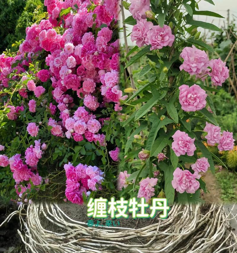 牡丹花过冬的正确方法是什么？