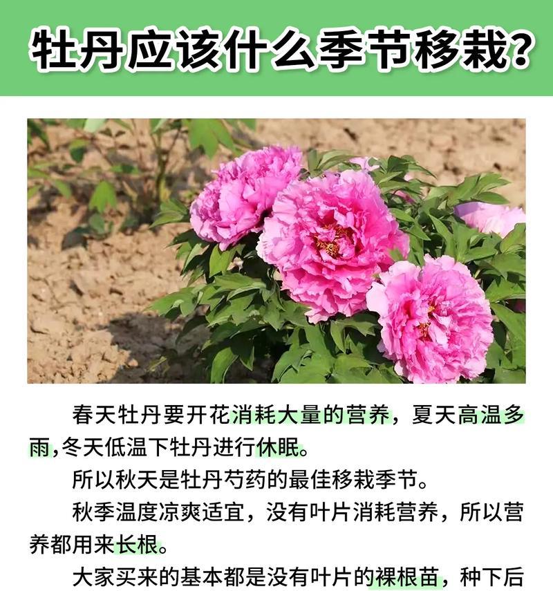 牡丹花过冬的正确方法是什么？
