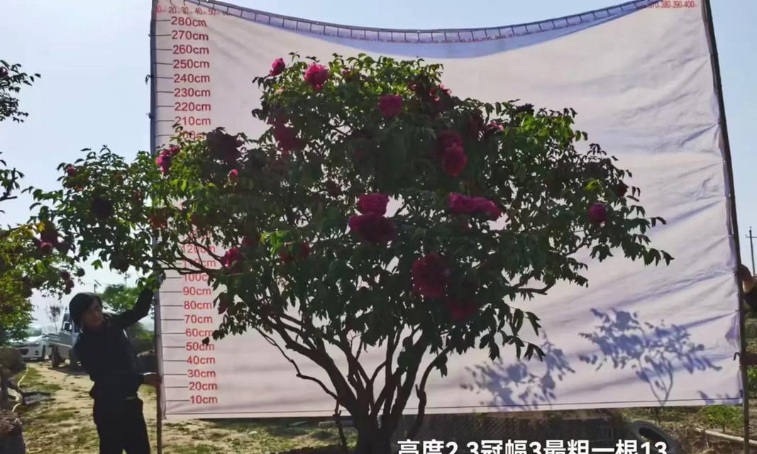 牡丹花过冬的正确方法是什么？