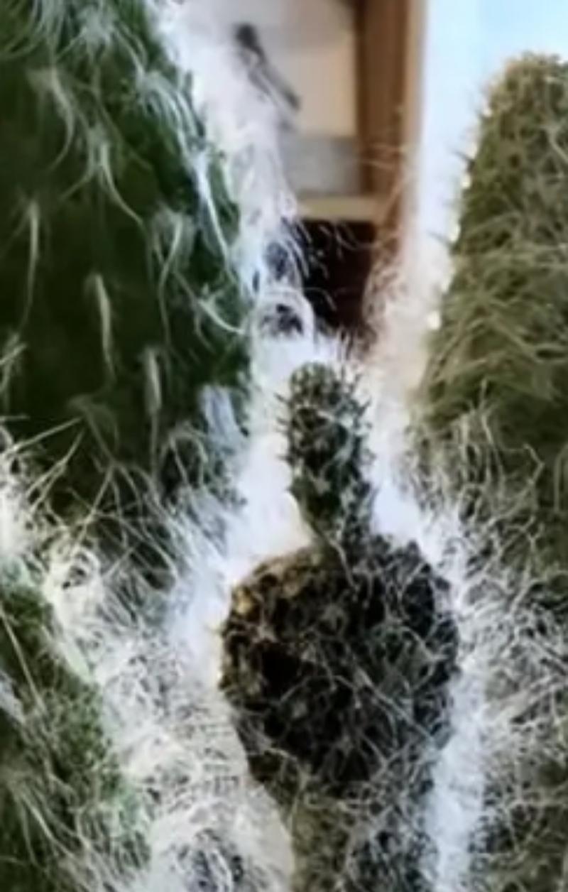仙人掌叶子发白的解决方法有哪些？