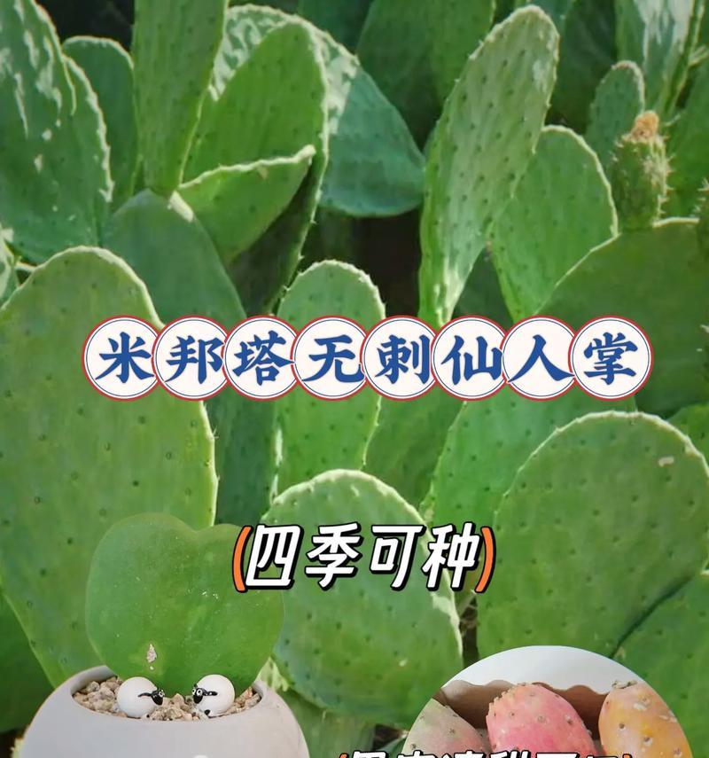 仙人掌叶子发白的解决方法有哪些？